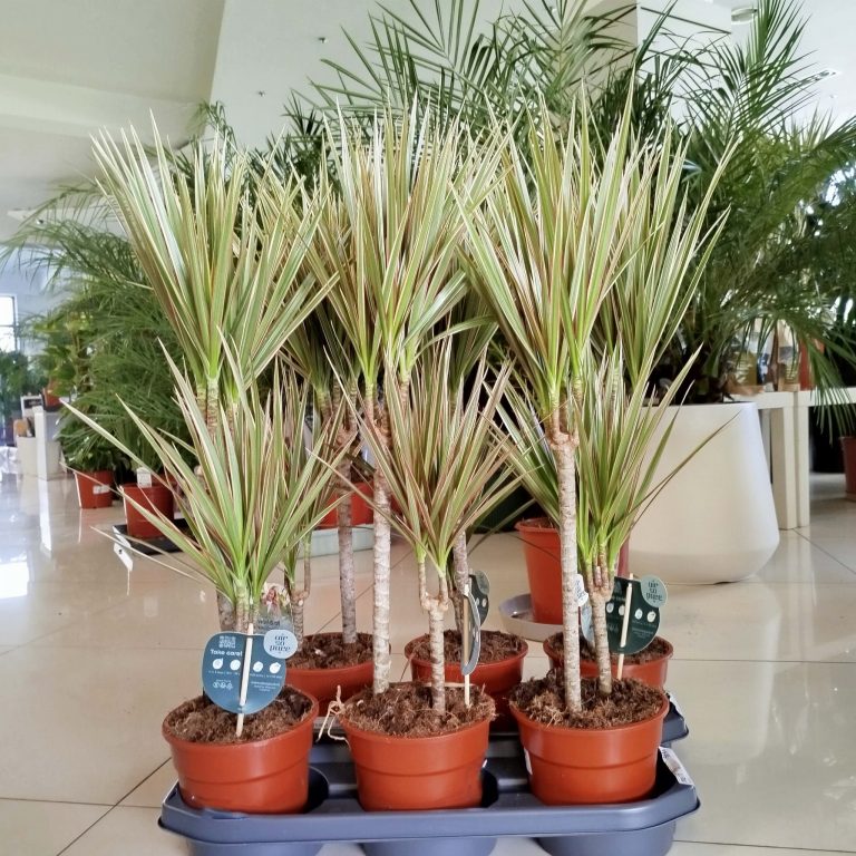 Dracena obrzeżona (Dracaena marginata 'Bicolor') 75cm