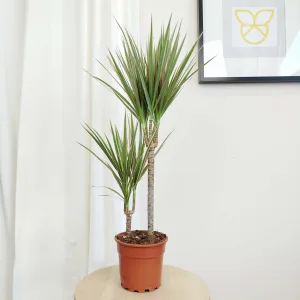 Dracena obrzeżona (Dracaena marginata 'Bicolor') 75cm