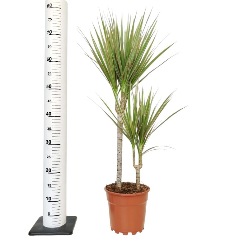 Dracena obrzeżona (Dracaena marginata 'Bicolor') 75cm