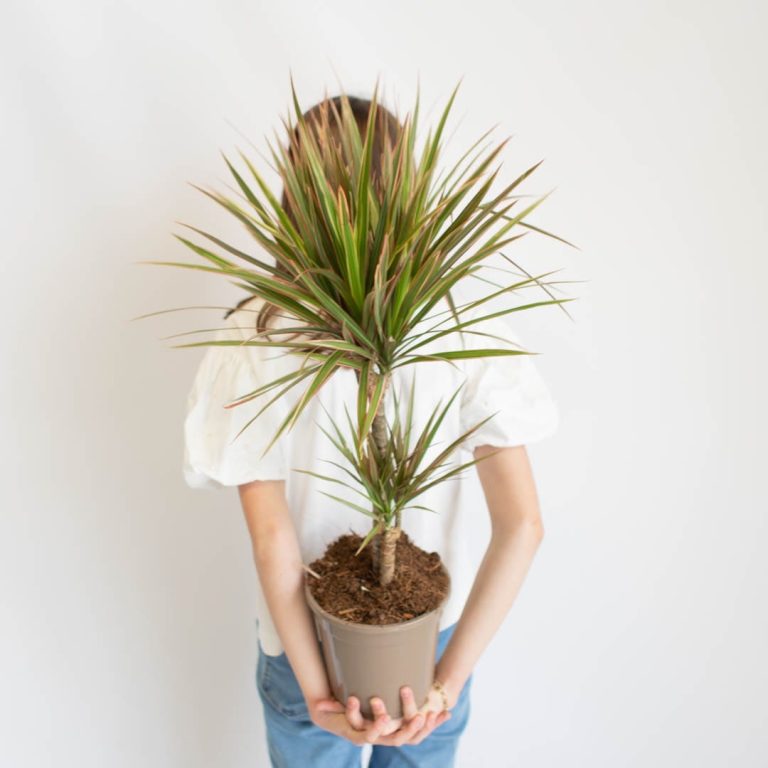 Dracena obrzeżona (Dracaena marginata 'Bicolor') 75cm