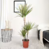 Dracena obrzeżona (Dracaena marginata ‘Bicolor’) 120-130cm