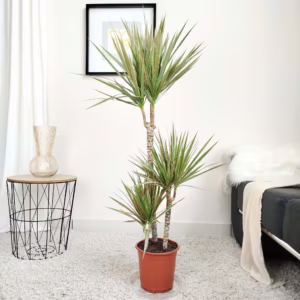 Dracena obrzeżona (Dracaena marginata 'Bicolor') 120cm