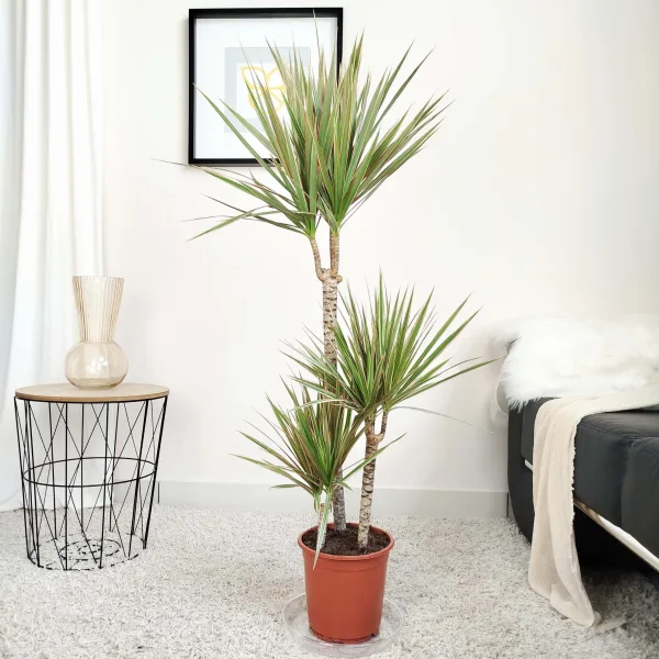 Dracena obrzeżona (Dracaena marginata 'Bicolor') 120cm