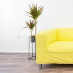 Dracena obrzeżona (Dracaena marginata) 80cm