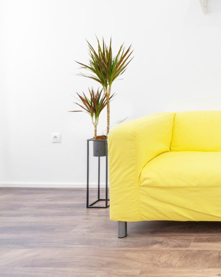 Dracena obrzeżona (Dracaena marginata) 80cm