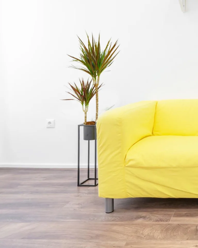 Dracena obrzeżona (Dracaena marginata) 80cm