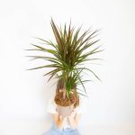 Dracena obrzeżona (Dracaena marginata) 80cm