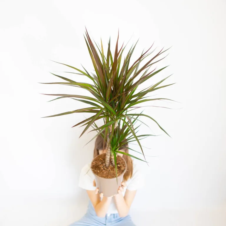Dracena obrzeżona (Dracaena marginata) 80cm