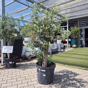 Oliwka europejska (Olea europaea) 150-170cm