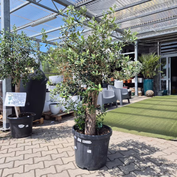 Oliwka europejska (Olea europaea) 150-170cm