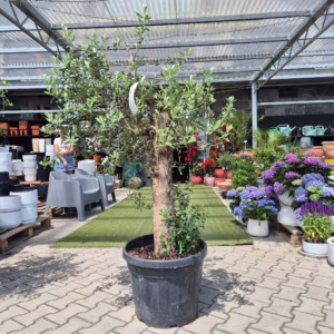 Oliwka europejska (Olea europaea) 150-170cm