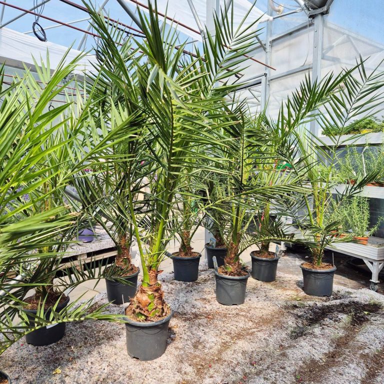Daktylowiec kanaryjski (Phoenix canariensis) 140cm