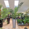 Daktylowiec kanaryjski (Phoenix canariensis)