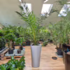 Daktylowiec kanaryjski (Phoenix canariensis)