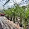 Daktylowiec kanaryjski (Phoenix canariensis) 140cm