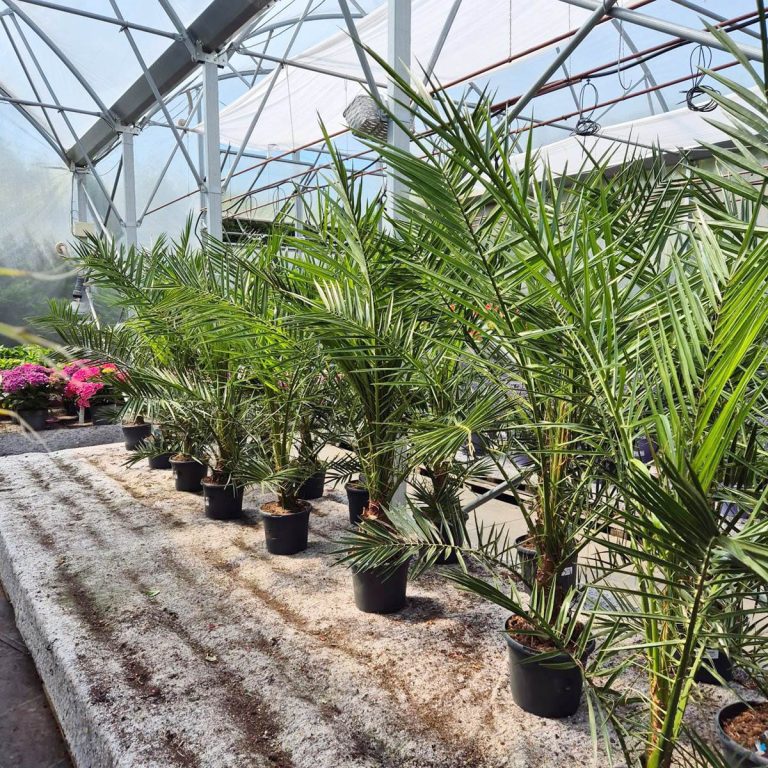 Daktylowiec kanaryjski (Phoenix canariensis) 140cm