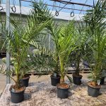 Daktylowiec kanaryjski (Phoenix canariensis) 140cm