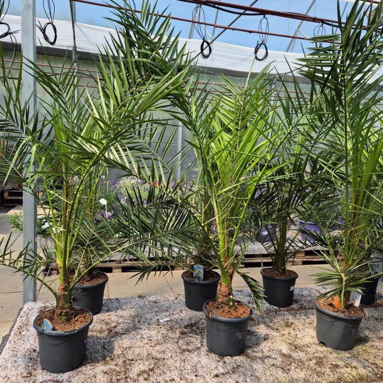 Daktylowiec kanaryjski (Phoenix canariensis) 140cm