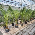 Daktylowiec kanaryjski (Phoenix canariensis) 140cm