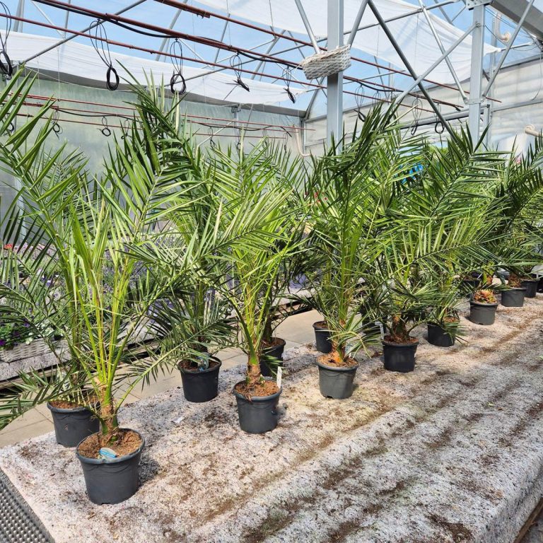 Daktylowiec kanaryjski (Phoenix canariensis) 140cm