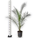 Daktylowiec kanaryjski (Phoenix canariensis) 150cm
