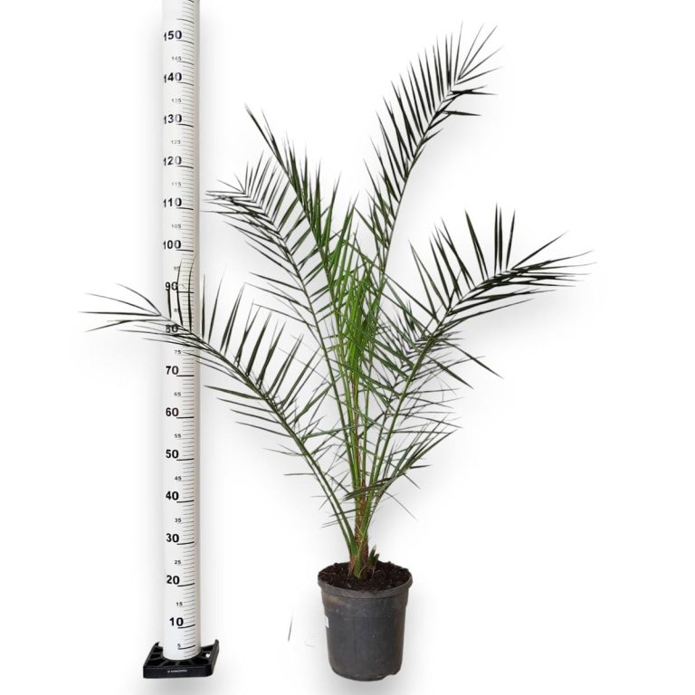 Daktylowiec kanaryjski (Phoenix canariensis) 150cm