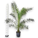Daktylowiec kanaryjski (Phoenix canariensis) 180cm