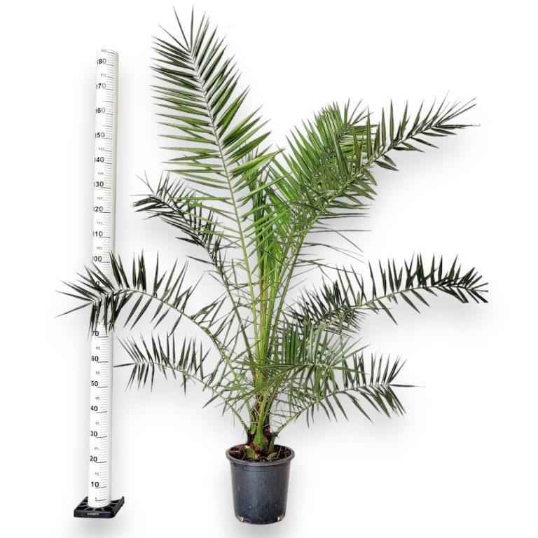 Daktylowiec kanaryjski (Phoenix canariensis) 180cm