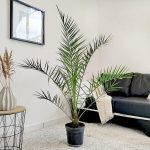 Daktylowiec kanaryjski (Phoenix canariensis) 150cm