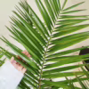 Daktylowiec kanaryjski (Phoenix canariensis) 160-180cm