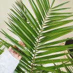 Daktylowiec kanaryjski (Phoenix canariensis) 180cm