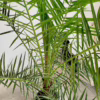 Daktylowiec kanaryjski (Phoenix canariensis) 160-180cm
