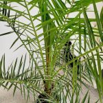 Daktylowiec kanaryjski (Phoenix canariensis) 180cm