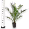 Daktylowiec kanaryjski (Phoenix canariensis) 110-120cm