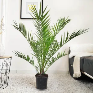 Daktylowiec kanaryjski (Phoenix canariensis) 110cm