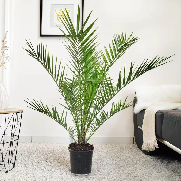 Daktylowiec kanaryjski (Phoenix canariensis) 110cm