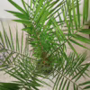 Daktylowiec kanaryjski (Phoenix canariensis) 110-120cm