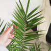 Daktylowiec kanaryjski (Phoenix canariensis) 110-120cm