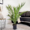 Daktylowiec kanaryjski (Phoenix canariensis) 110-120cm