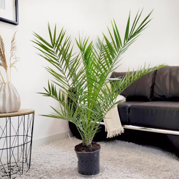 Daktylowiec kanaryjski (Phoenix canariensis) 110-120cm