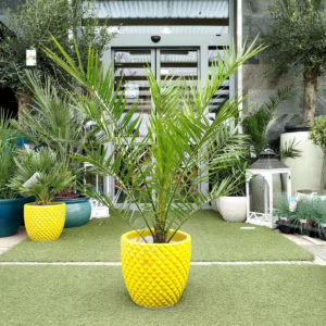 Daktylowiec kanaryjski (Phoenix canariensis) 110cm