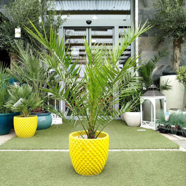 Daktylowiec kanaryjski (Phoenix canariensis) 110-120cm