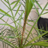 Daktylowiec kanaryjski (Phoenix canariensis) 135-145cm