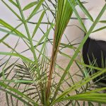 Daktylowiec kanaryjski (Phoenix canariensis) 140cm