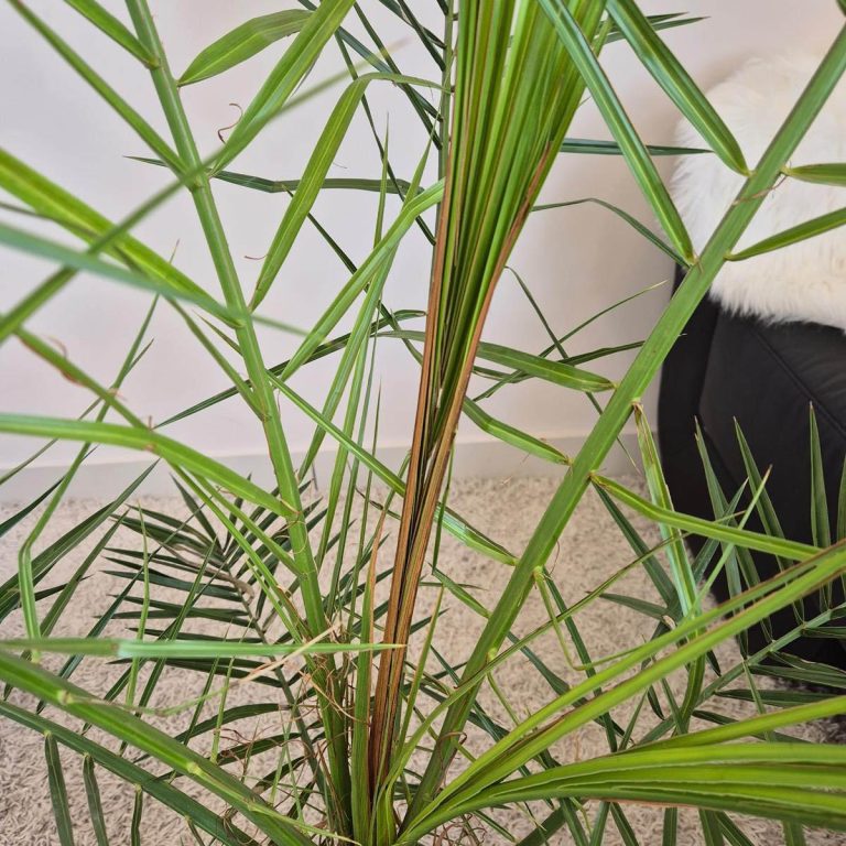 Daktylowiec kanaryjski (Phoenix canariensis) 140cm