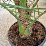 Daktylowiec kanaryjski (Phoenix canariensis) 140cm