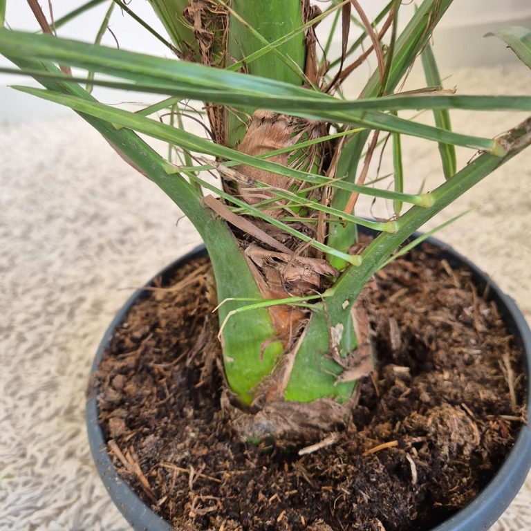 Daktylowiec kanaryjski (Phoenix canariensis) 140cm