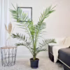 Daktylowiec kanaryjski (Phoenix canariensis) 135-145cm