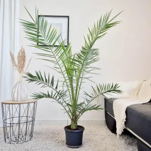 Daktylowiec kanaryjski (Phoenix canariensis) 140cm