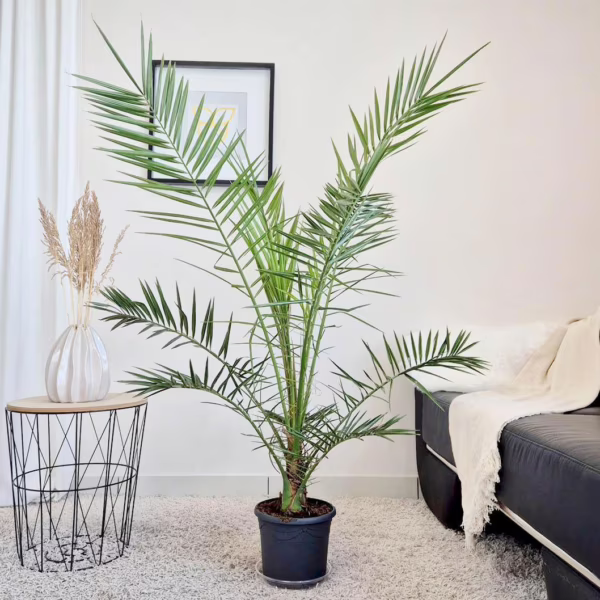 Daktylowiec kanaryjski (Phoenix canariensis) 135-145cm